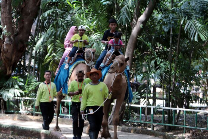 BAHAGIA: Naik onta keliling Kebun Binatang Surabaya menjadi keasyikan tersendiri.