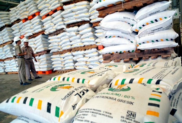SUDAH SIAP: Petani yang berhak mendapat pupuk subsidi sudah bisa menebusnya mulai 1 Januari 2025.