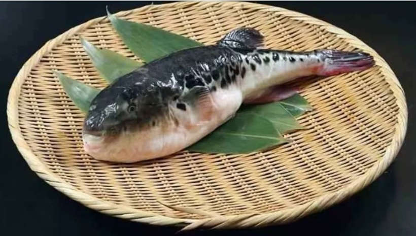 ILUSTRASI: Ikan buntal harus diolah dengan benar agar tidak meracuni.