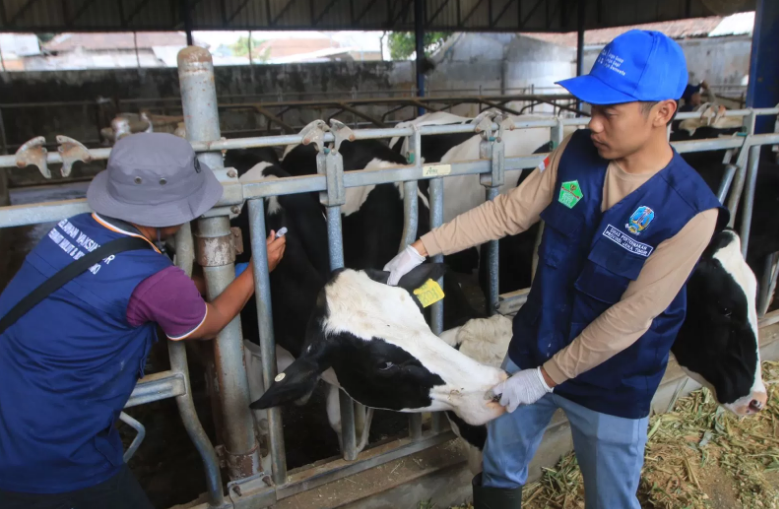 BERI KEKEBALAN: Petugas vaksin PMK saat memberikan vaksin kepada sapi perah di Koperasi SAE Pujon, Malang.