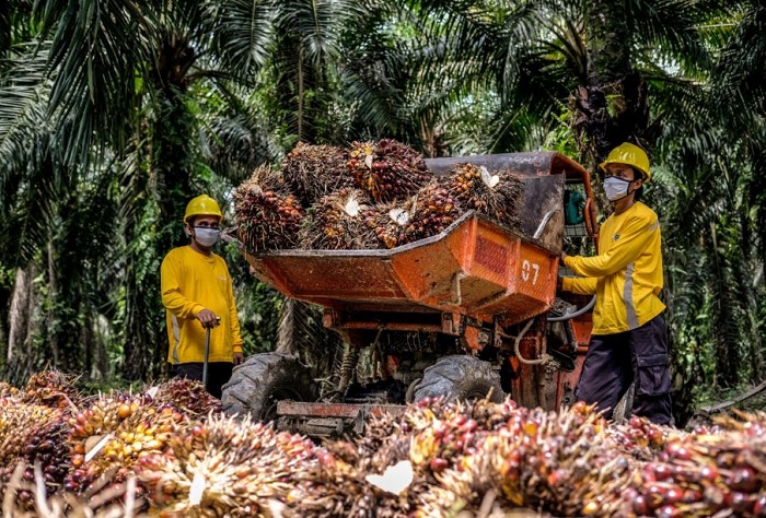 PANEN: Kelapa sawit menjadi bahan baku utama minyak goreng rakyat.