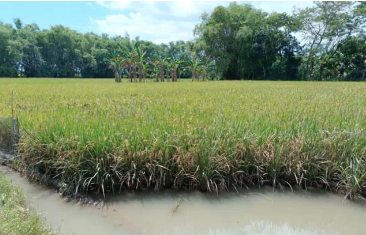 BANJIR: Sawah di Kabupaten Ngawi kebanjiran karena hujan yang deras di daerah terkait.
