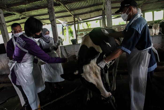 PENCEGAHAN: Vaksinasi menjadi salah satu Upaya Pemptov Jatim untuk menekan penyebaran virus PMK di jewan ternak.