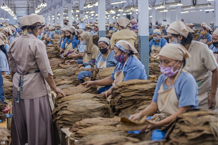 PADAT KARYA: Industri tembakau di Jawa Timur paling banyak menyerap tenaga kerja wanita.