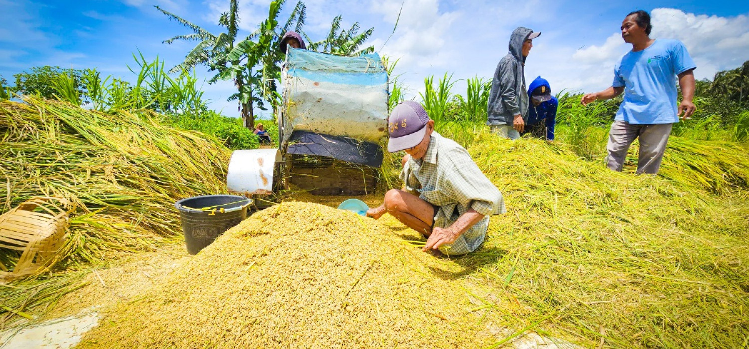 PANEN: Bulog wajib membeli gabah petani dengan nilai Rp 6.500 per kilogram untuk mewujudkan swasembada pangan nasional di 2027.