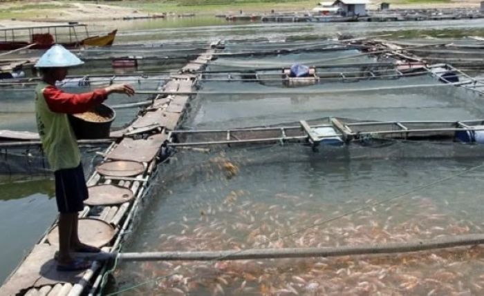 TEBAR PAKAN: Selain kaya dengan hasil laut, ikan budi daya Indonesia juga diminati di pasar ekspor.
