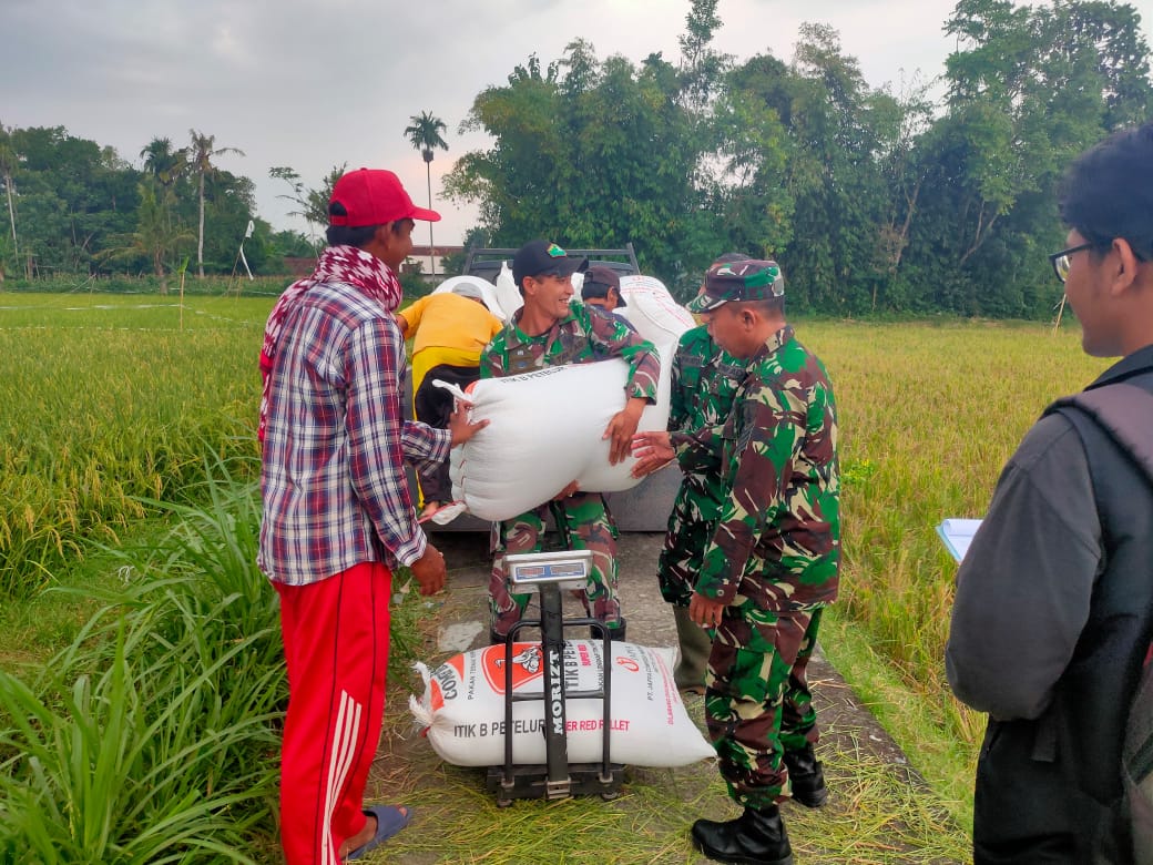 PANEN: TNI membantu mengangkut gabah hasil panen petani yang diserap Bulog Jatim untuk selanjutnya dibawa ke tempat pengeringan.