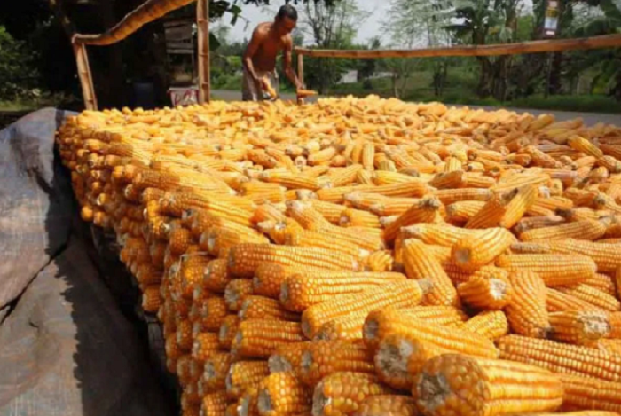 HASIL PANEN: Produksi jagung pipilan kering di Jawa Timur pada tahun 2024 adalah sebanyak 6,21 juta ton untuk kadar air 28 persen.