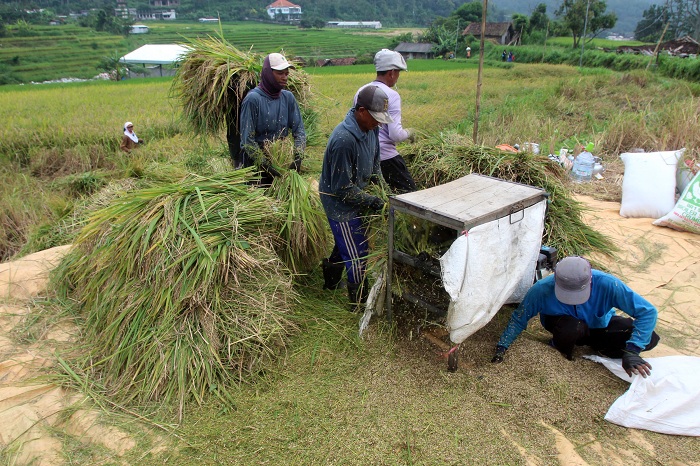 PANEN: Aktivitas panen di salah satu lahan persawahan di kawasan Trawas, Mojokerto. Beras hasil produksi petani nasional terus diminati pasar asing.