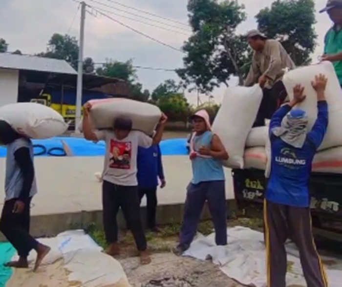 PANEN: Bulog Jatim terus melakukan penyerapan gabah milik petani sebagai upaya untuk mendukung swasembada pangan.
