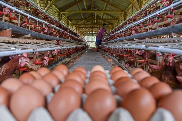 PETERNAK: Produksi komoditas perunggasan nasional seperti telur dan daging ayam diproyeksi surplus pada 2025.