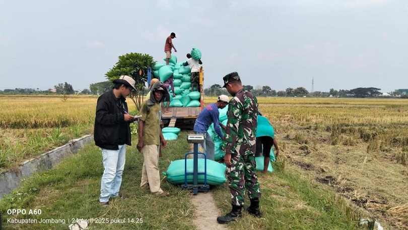 KOMPAK: Tim Jemput Gabah bentukan Perum Bulog menjemput padi hasil panen petani untuk mempermudah membawanya ke tempat penggilingan.