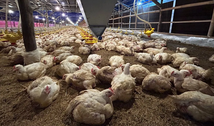 DIATUR: Kementan melakukan pengendalian produksi demi stabilitas harga ayam hidup.