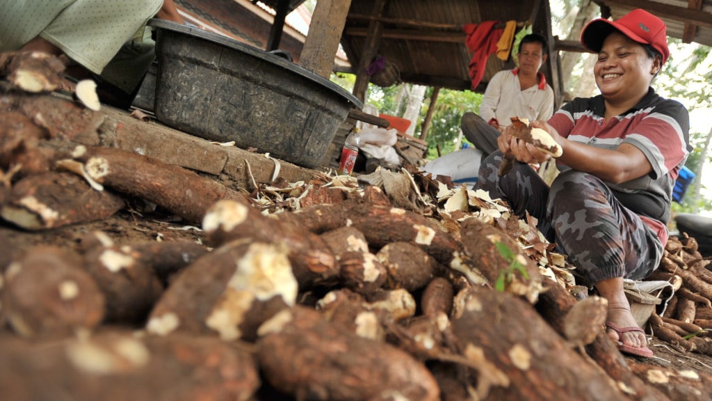 BAHAGIA: Petani mengupas ubi kayu hasil panen mereka.