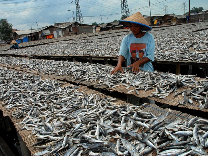 JEMUR IKAN: Sektor perikanan Jawa Timur mampu memberikan kontribusi yang signifikan terhadap pertumbuhan ekonomi di triwulan I/2025.
