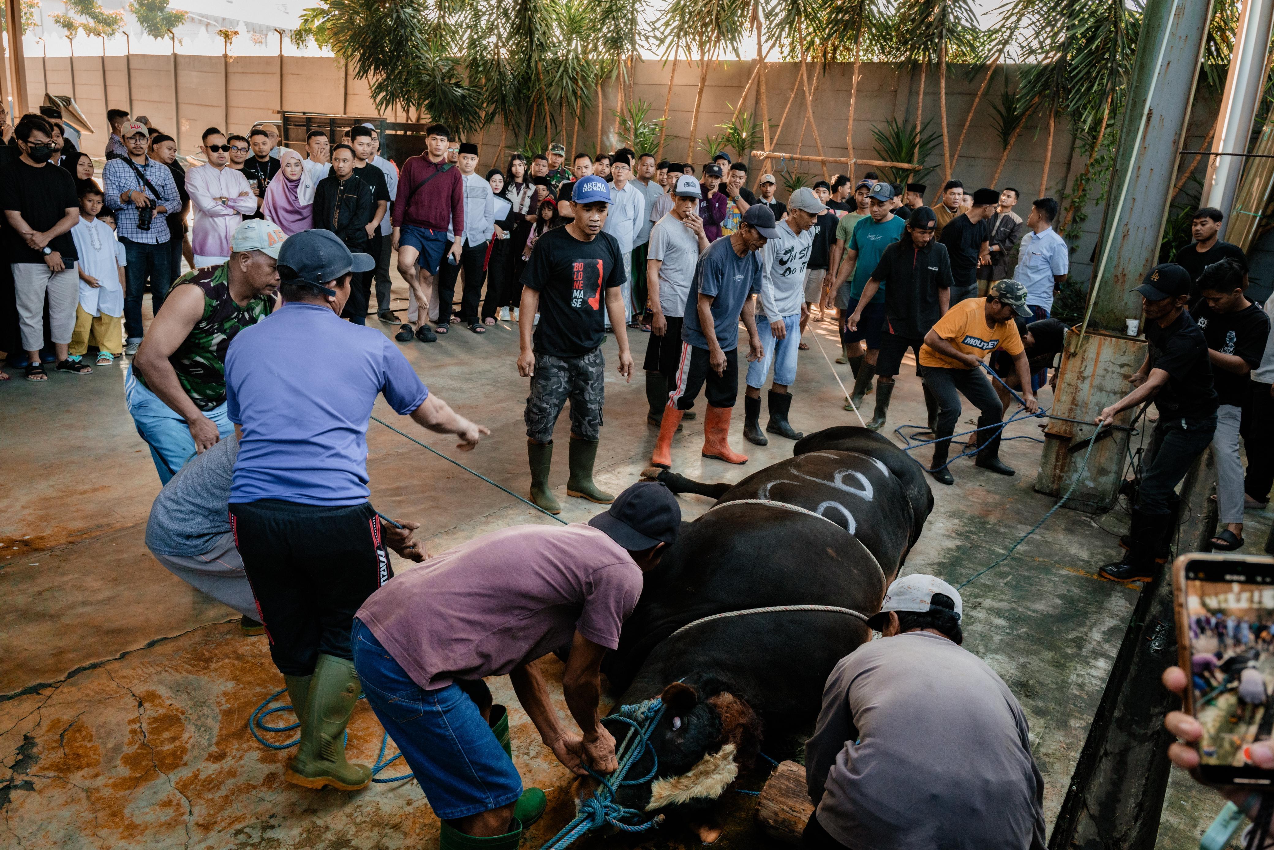 BAHAGIA: Di Iduladha tahun ini, di Juragan 99 dan Shandy Purnamasari Berkurban 28 Sapi, salat Ied hingga bagikan daging kurban bersama karyawan.