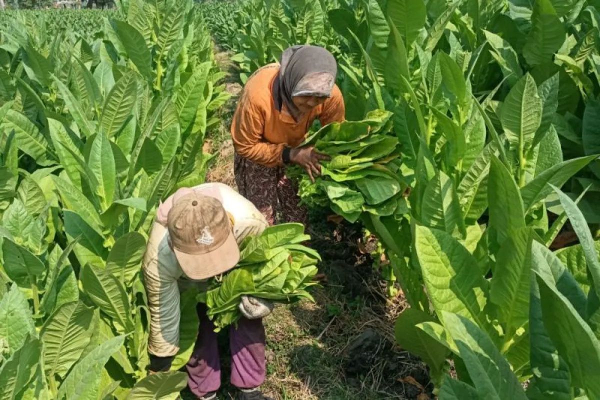 KEBUN: Aktivitas petani tembakau di Madiun. Kinerja ekspor tembakau Jatim mengalami kenaikan 16 persen lebih di bulan Januari hingga April 2025.