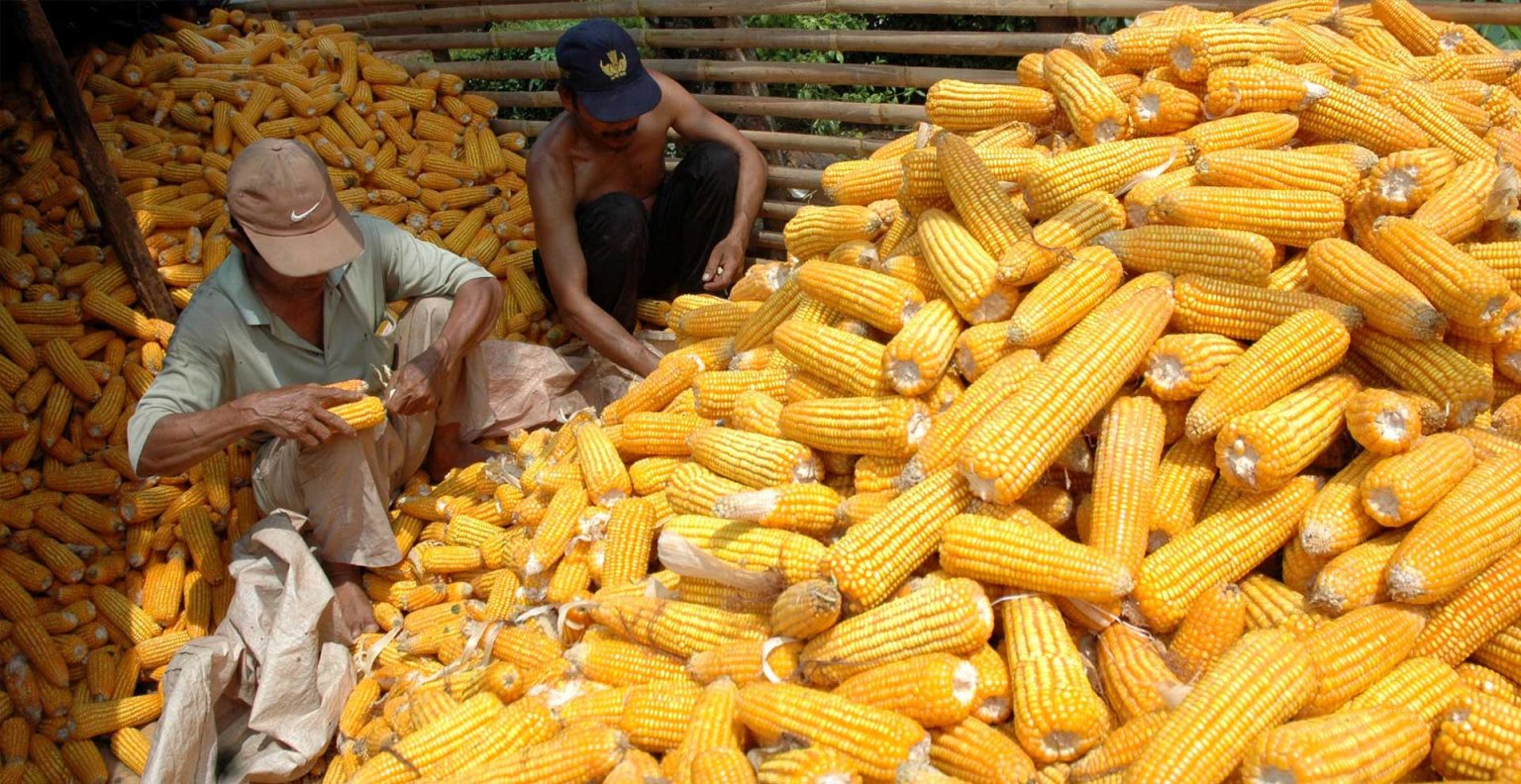 PANEN: Dua petani menyiangi hasil panen jagung. Bapanas menyebut produksi jagung nasional sudah surplus terhadap konsumsi.