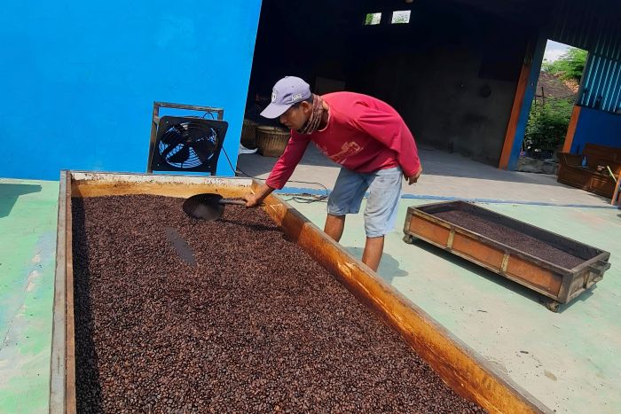 KREATIF: Karyawan Kopi Lelet Pandawa meratakan biji kopi hasil sangrai untuk menstabilkan suhu sebelum siap digiling.