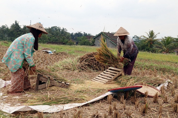 PANEN: Menteri Pertanian Andi Amran Sulaiman menargetkan produksi beras Indonesia sebesar 33,8 juta ton pada 2026.