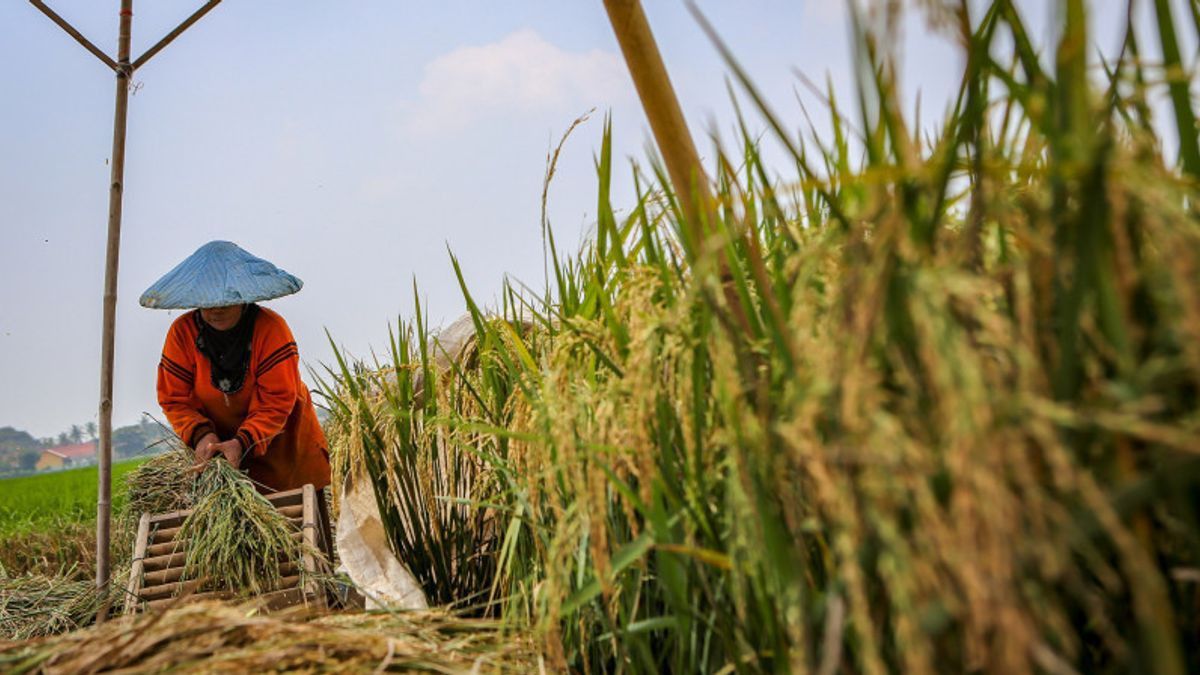 PANEN: Bapanas mengusulkan anggaran sebesar Rp 16,10 triliun di tahun 2026 guna memperkuat ketahanan pangan.