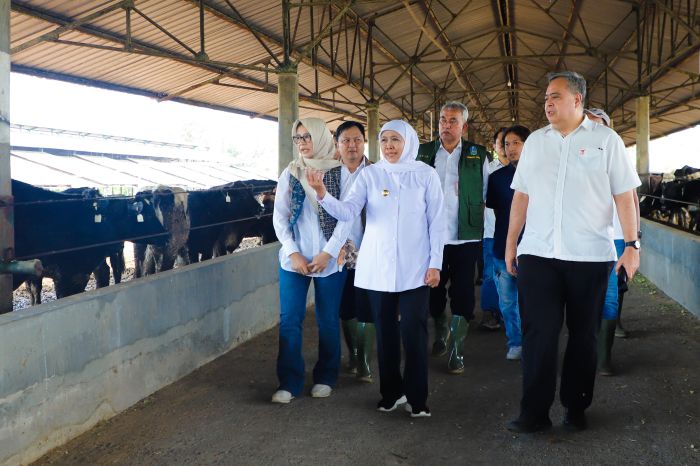 SIDAK: Gubernur Khofifah Indar Parawansa berharap ribuan sapi perah impor yang masuk ke Jatim mampu berikan peningkatan dan pemerataan ekonomi bagi peternak sapi.