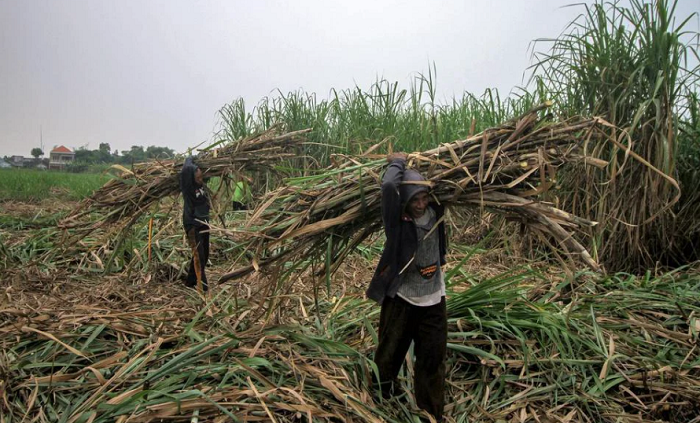 PANEN: Secara nasional, tahun ini pemerintah akan melakukan peremajaan terhadap 100.000 hektare lahan tebu, 70 persennya ada di jawa Timur.