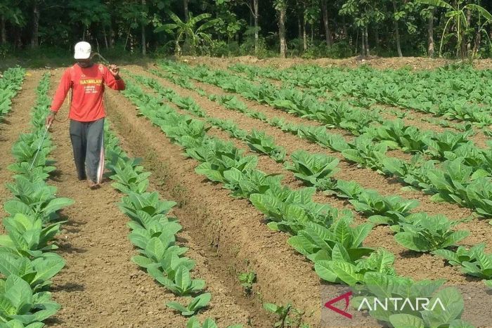 RAWAT: Kegiatan produksi tembakau petani di Kabupaten Sumenep.