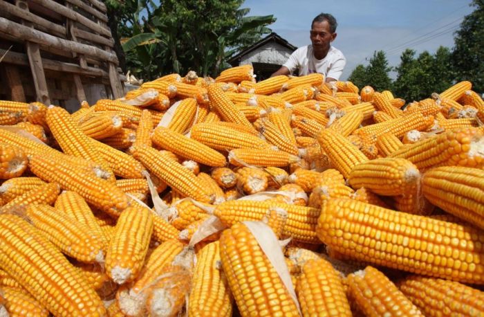 PANEN: Produksi jagung tongkol Januari-Agustus 2025 sebanyak 5.023.792 ton atau naik 10 persen.