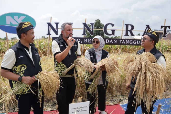 INOVASI: Pengenalan benih padi Hibrida Ningrat NK2133 oleh Syngenta Indonesia di Pasuruan, Kamis (28/8/2025)