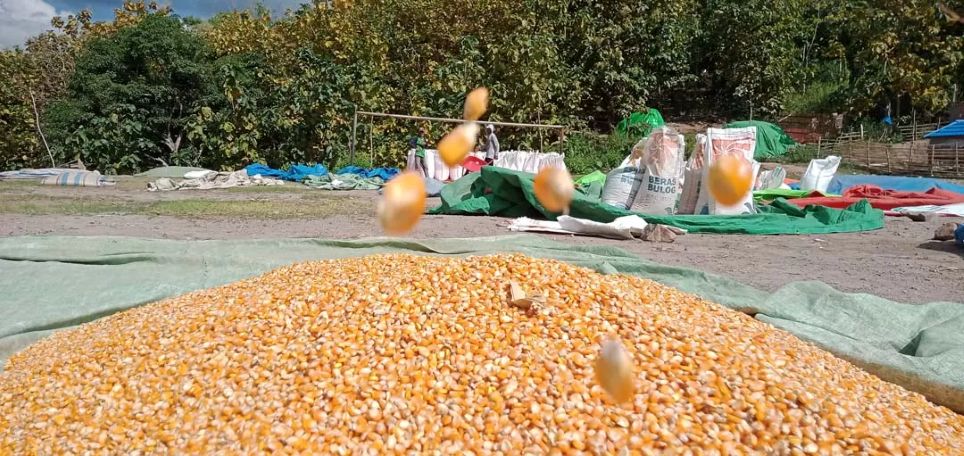 GERCEP: Pemerintah bergerak cepat mengatasi fluktuasi harga jagung pakan di tingkat peternak unggas.