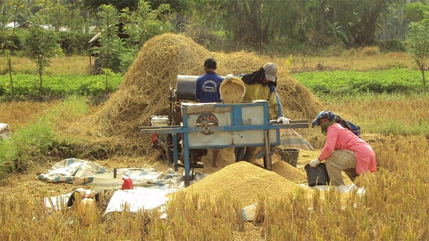 PANEN: BPS memprediksi produksi beras sepanjang Januari hingga Oktober mencapai 31,04 juta ton atau mengalami peningkatan sebesar 3,37 juta ton atau 12,16 persen dibandingkan dengan periode yang sama