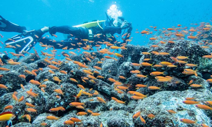 ILUSTRASI: Sebagai negara maritim, Indonesia menyimpan potensi ekonomi biru yang sangat besar.