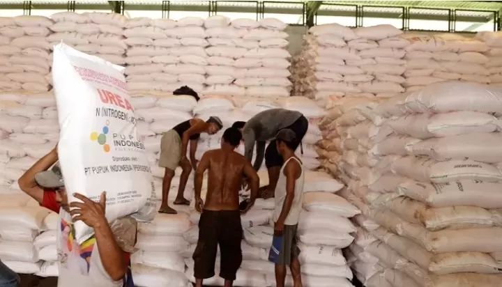 DISTRIBUSI: Pemerintah memastikan stok pupuk subsidi aman sehingga petani siap menghadapi musim tanam Okmar.