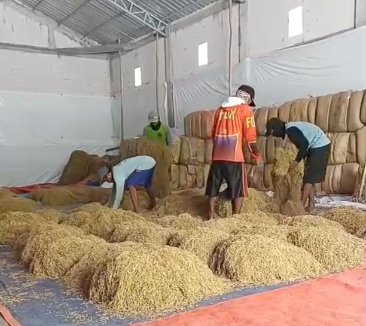 RAWAT: Petani melakukan proses pemilahan tembakau di salah satu gudang di Lamongan.