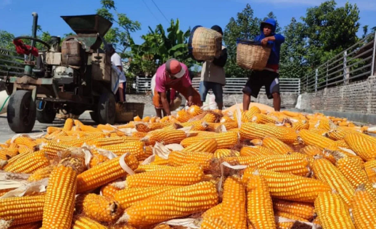 STABILISASI: Harga jagung pakan di tingkat peternak terus melambung, sehingga butuh turun tangan pemerintah.