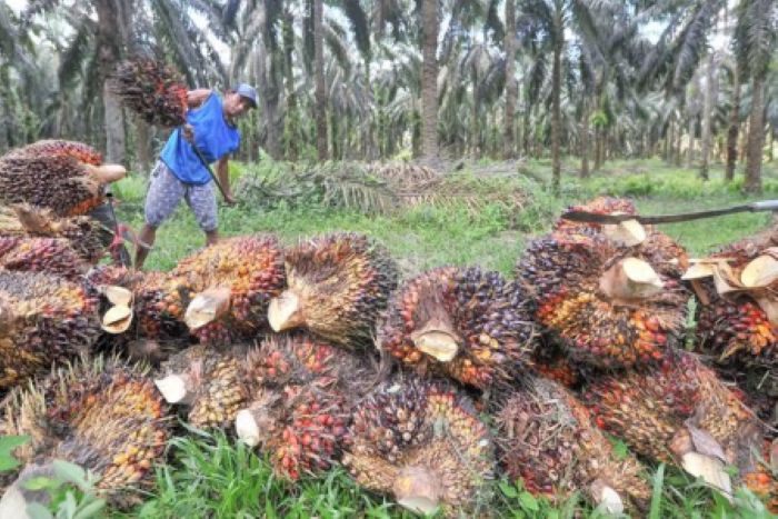 PANEN: Salah satu pekerja memanen tanaman sawit mereka.