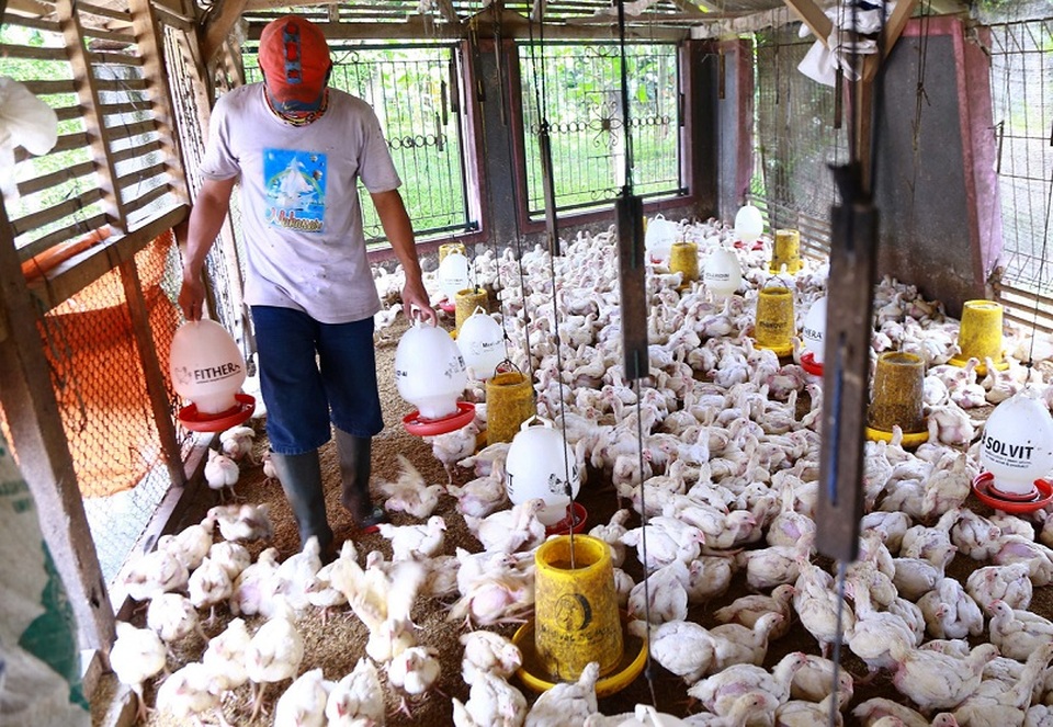 SUKSES: Salah satu peternakan ayam yang dikelola oleh PT Japfa Comfeed Indonesia Tbk.