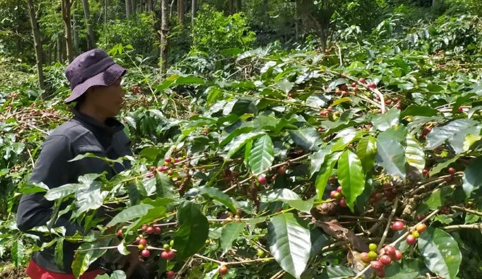 PANEN: Petani kopi di Sitobondo sedang memanen di kebun.