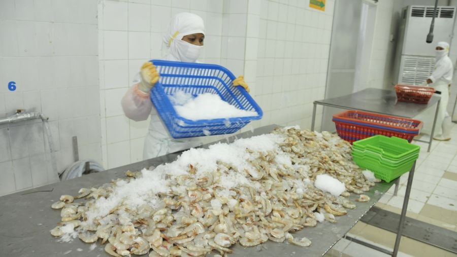SIAP: KKP mendapat pengakuan dari Pemerintah Amerika Serikat (AS) sebagai Certifying Entity (CE) untuk ekspor udang ke AS.