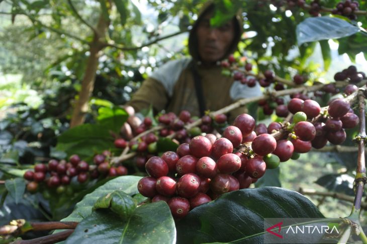 PANEN: Jawa Timur masuk empat besar produsen kopi nasional dengan luas areal 122.623 hektare dan produksi mencapai 78.688 ton dan berkontribusi pada ekspor kopi se-Jawa.