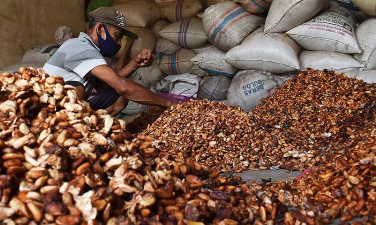 PETANI KAKAO: Impor biji kakao Indonesia pada 2024 mencapai 157.000 ton, dan volumenya terus meningkat dalam lima tahun terakhir