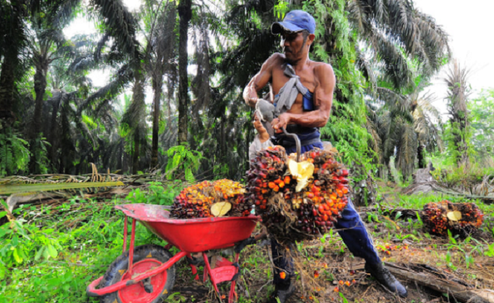PANEN: Kelapa sawit masih menjadi andalan di industri agro dalam untuk mendorong kontribusi terhadap PDB nasional.