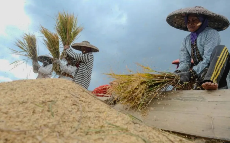 PANEN: Sejumlah petani merampungkan proses panen padi.