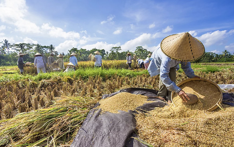 PANEN: Pemerintah memproyeksikan panen padi tahun ini mencapai 60,34 juta ton GKG.