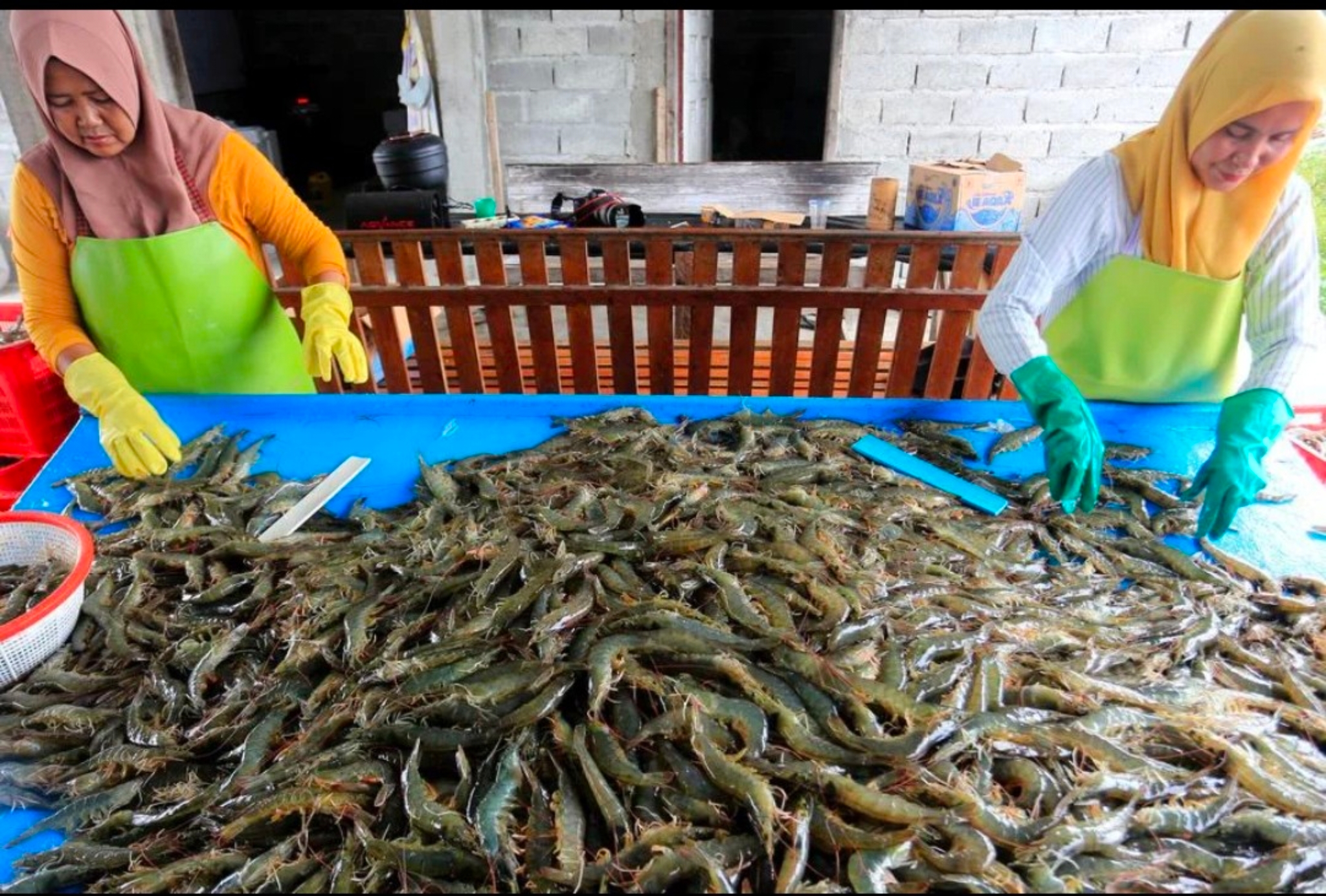 PROSES: Dua pekerja memilah udang yang akan diekspor untuk mendapatkan kualitas terbaik sesuai pesanan negara tujuan.