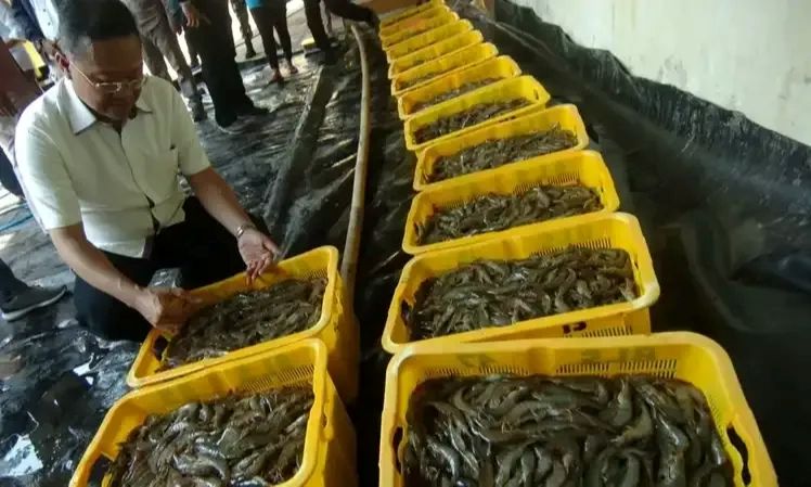 CEK KUALITAS: Seorang pekerja memeriksa keranjang berisi udang yang baru dipanen.
