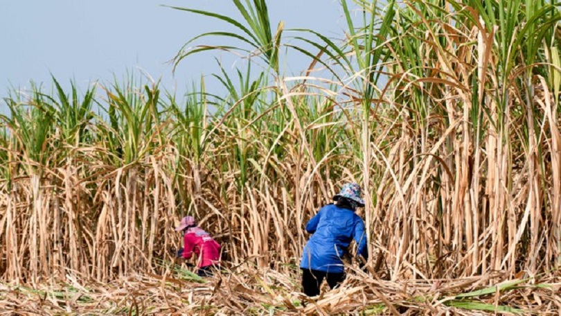 PETANI TEBU: Pemerintah sedang menyiapkan lahan tebu untuk pengembangan BBM campur etanol.
