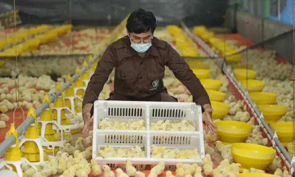 SABAR: Salah satu aktivitas di PT Charoen Pokphand Jaya dengan produk anak ayam (day old chick).