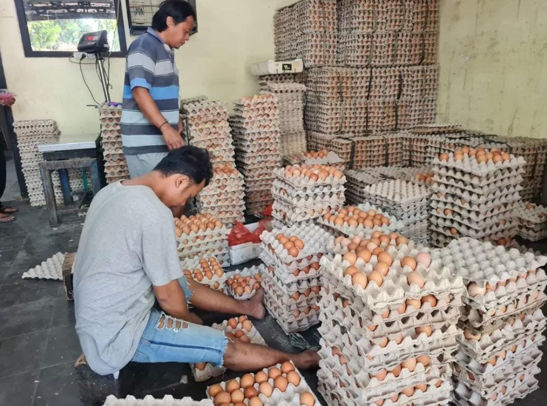 TIMBANG: Aktivitas di salah satu agen telur di Situbondo. Peternak menyebut jika tidak ada kenaikan harga telur di tingkat peternak.